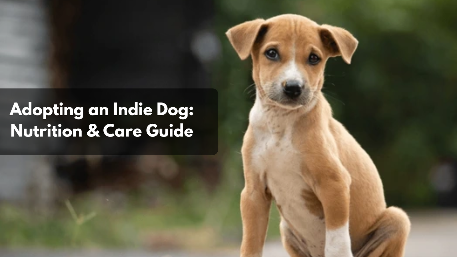 A happy Indie dog with a wagging tail, wearing a red collar, sitting in an Indian home.
