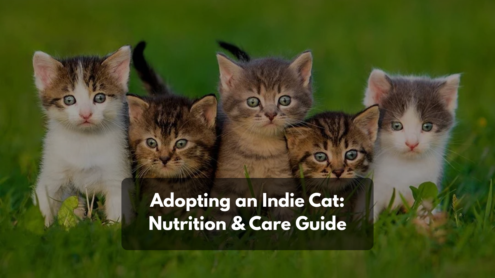 A healthy, sleek ginger Indie cat sitting comfortably on a sofa in an Indian apartment, looking confident.