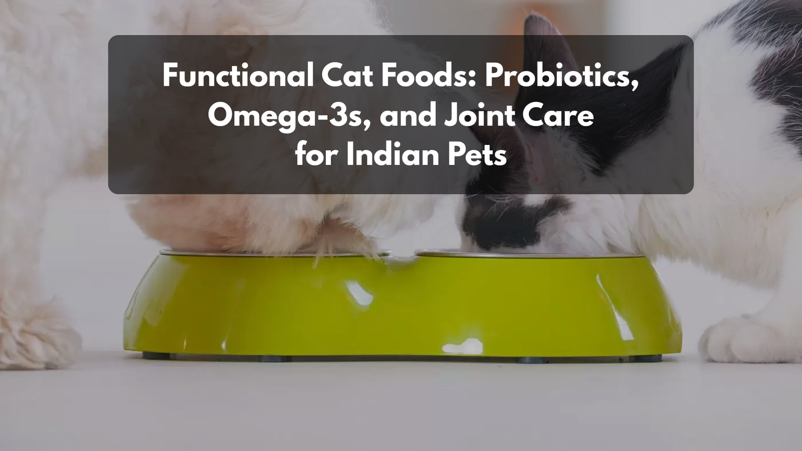 A bowl of IndieCat wet food topped with fish oil and a side of fresh turmeric, representing functional nutrition.