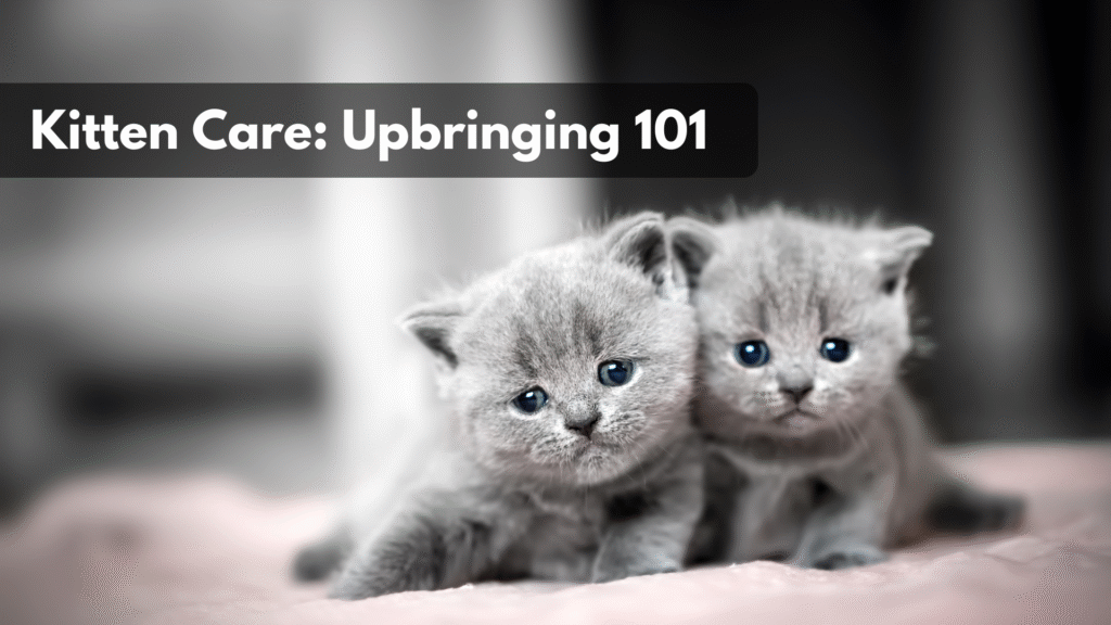 The Ultimate Kitten Care & Upbringing Manual