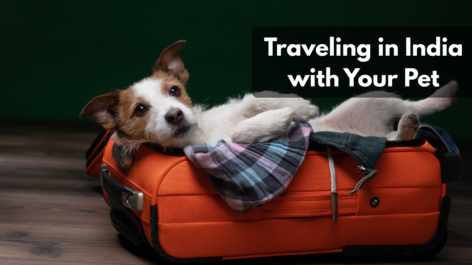 A Golden Retriever looking out the window of a car on an Indian highway, wearing a safety harness.