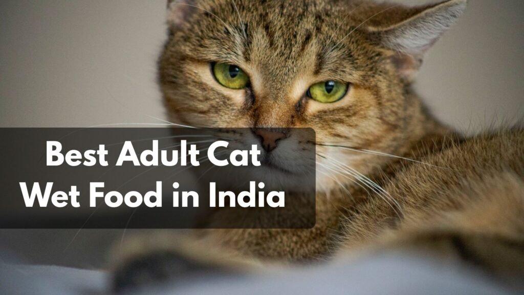 How to Choose the Best Adult Cat Wet Food in India