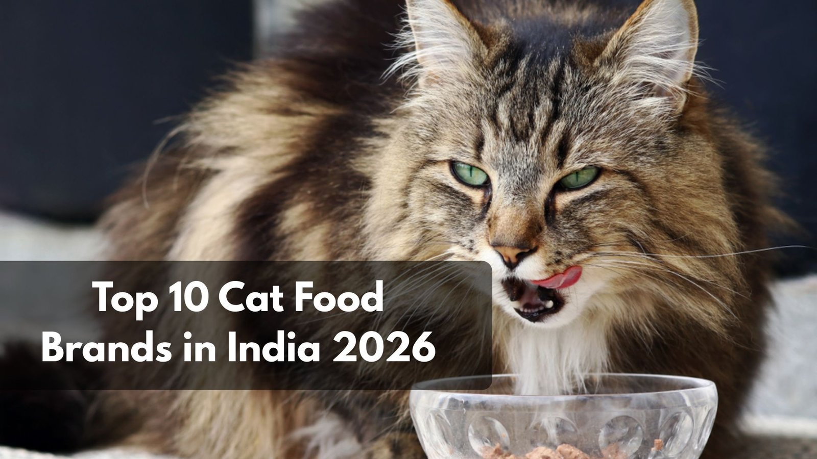 Top-10-Cat-Food-Brands-in-India-2026
