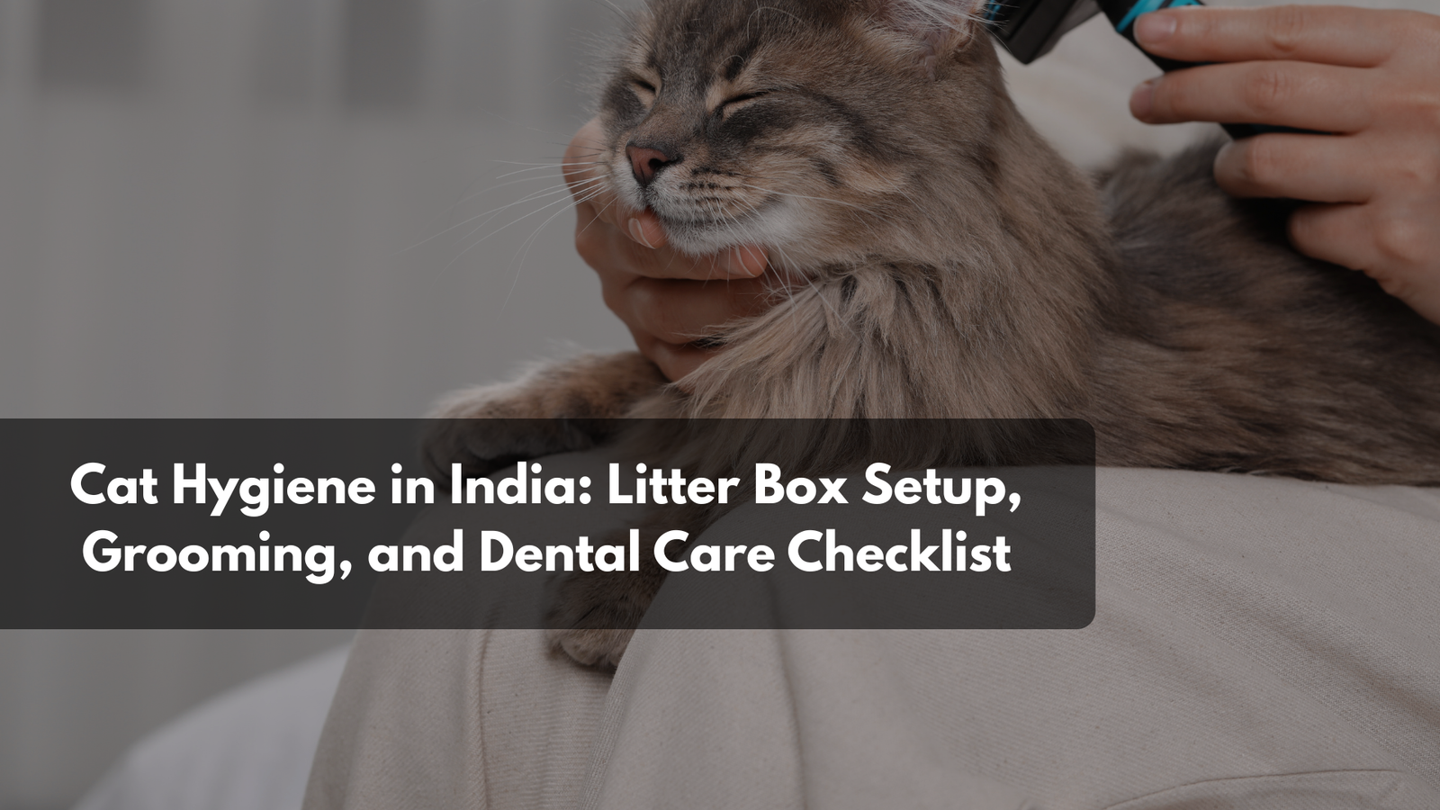 A clean, well-placed litter box setup in an Indian home, next to grooming tools and a toothbrush kit.