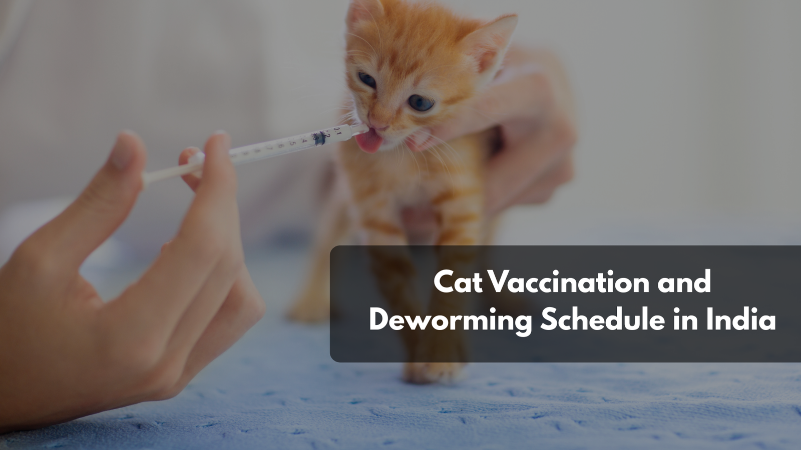 Veterinarian giving a kitten a vaccination in an Indian clinic.